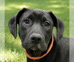 Small Labrador Retriever Mix