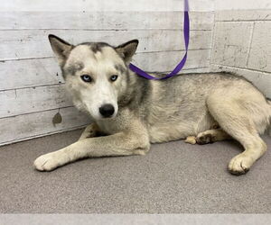 Siberian Husky Dogs for adoption in San Bernardino, CA, USA