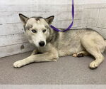 Small Siberian Husky