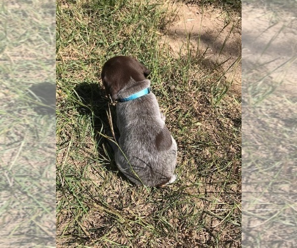 Medium Photo #7 German Shorthaired Pointer Puppy For Sale in BOERNE, TX, USA