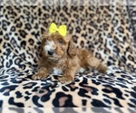 Small #2 Cockapoo (Miniature)