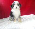 Small Photo #6 Bernedoodle Puppy For Sale in PATERSON, NJ, USA