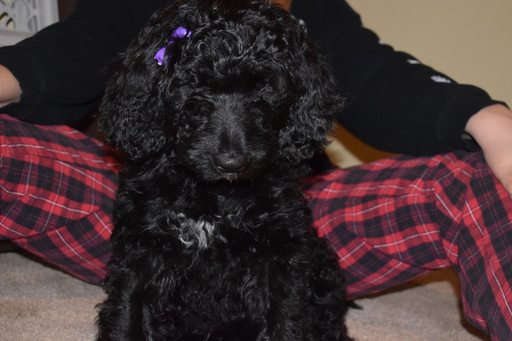 Medium Photo #1 Bernedoodle Puppy For Sale in WINTER, WI, USA