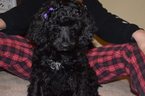 Small Photo #1 Bernedoodle Puppy For Sale in WINTER, WI, USA