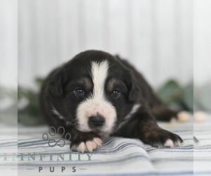 Miniature Australian Shepherd Puppy for sale in REBERSBURG, PA, USA