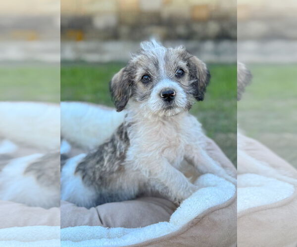 Medium Photo #1 Mutt Puppy For Sale in PIPE CREEK, TX, USA