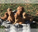Small Photo #2 Goldendoodle Puppy For Sale in HARRISONBURG, VA, USA