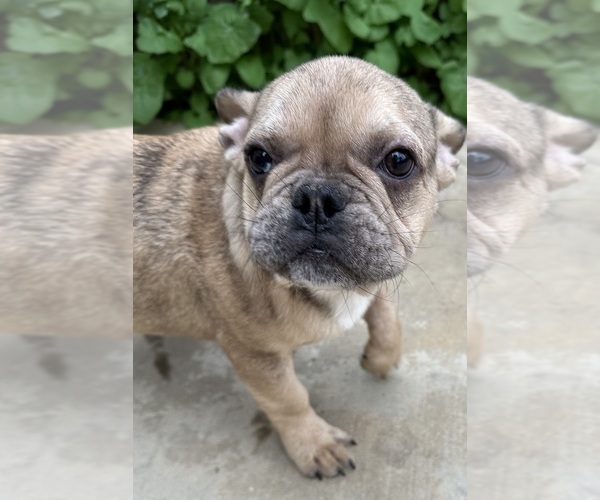 Medium Photo #5 French Bulldog Puppy For Sale in DISCOVERY BAY, CA, USA