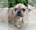 Small Photo #5 French Bulldog Puppy For Sale in DISCOVERY BAY, CA, USA