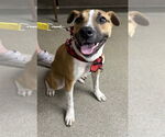 Small #12 American Pit Bull Terrier Mix