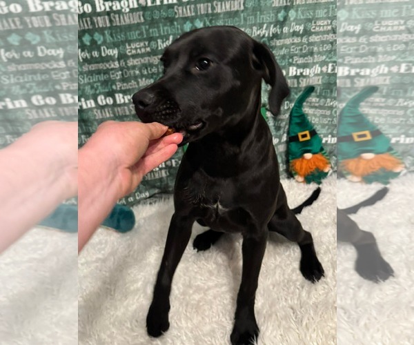 Medium Photo #9 Mutt Puppy For Sale in Germantown, OH, USA