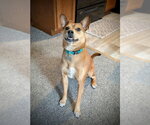 Small #13 Boston Terrier Mix
