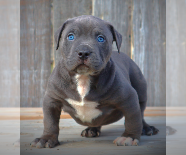 Medium Photo #11 American Bully Puppy For Sale in LOS ANGELES, CA, USA