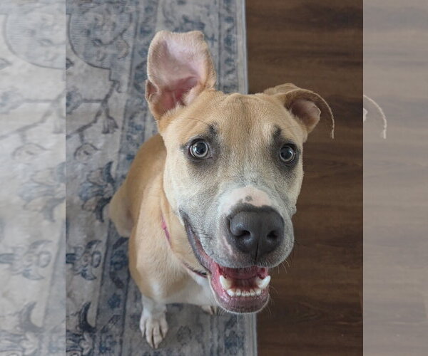 Medium Photo #11 Mutt Puppy For Sale in Orlando, FL, USA