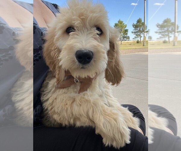 Medium Photo #1 Goldendoodle Puppy For Sale in COLORADO SPRINGS, CO, USA