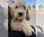 Litter of 4 - Male(s) and Female(s) GoldendoodleLitter of Puppies for Sale - Small photo