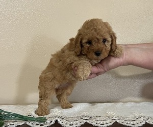 Poodle (Miniature) Puppy for sale in THORP, WI, USA