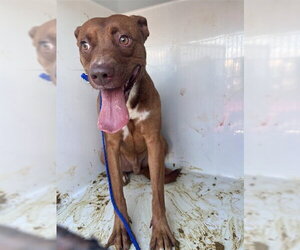Mutt Dogs for adoption in Houston, TX, USA