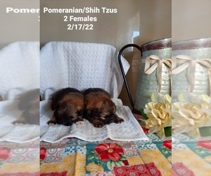 Shiranian Puppy for sale in SHIPSHEWANA, IN, USA