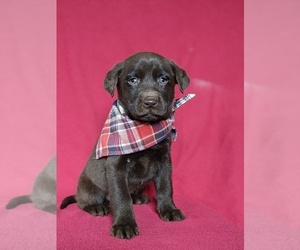 Labrador Retriever Puppy for sale in HOLTWOOD, PA, USA