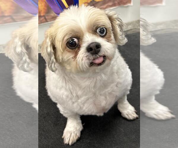 Medium Photo #4 Shih Tzu Puppy For Sale in Westminster, MD, USA