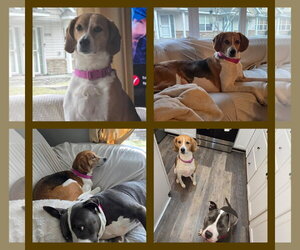 American Foxhound-Beagle Mix Dogs for adoption in Crystal, MN, USA