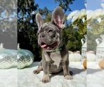 Small #7 French Bulldog