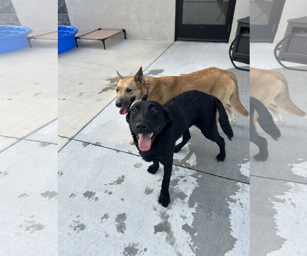 Medium Photo #8 Labrador Retriever-Unknown Mix Puppy For Sale in Lancaster, PA, USA