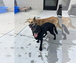 Small #7 Labrador Retriever Mix