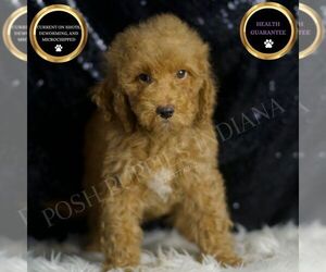Goldendoodle (Miniature) Puppy for sale in WARSAW, IN, USA