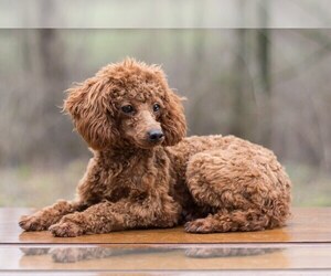 Father of the Cocker Spaniel-Poodle (Miniature) Mix puppies born on 01/20/2022