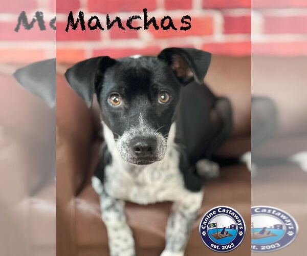 Medium Photo #2 Mutt Puppy For Sale in Arcadia, FL, USA