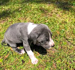 Great Dane Puppy for sale in BRUNSWICK, GA, USA