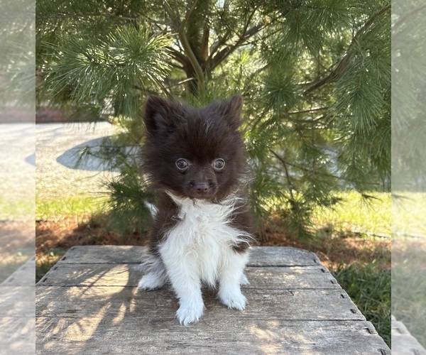 Medium Photo #5 Pomeranian Puppy For Sale in MIDDLEBURY, IN, USA