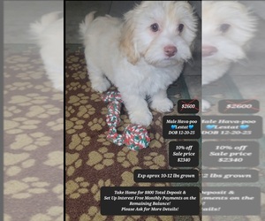 Havanese Puppy for sale in TUCSON, AZ, USA