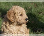 Small Photo #6 Goldendoodle-Poodle (Standard) Mix Puppy For Sale in EMMETT, ID, USA