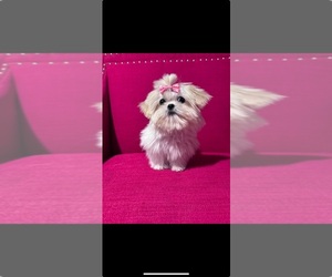 Shih Tzu Puppy for sale in ELBERTA, AL, USA