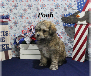 Poodle (Toy) Puppy for sale in CHANUTE, KS, USA