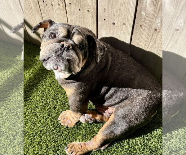 Medium Photo #2 Bulldog Puppy For Sale in Mission Viejo, CA, USA