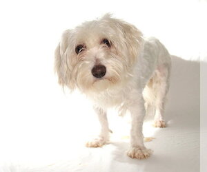 Caroline - Female Maltichon Dog for Adoption - Photo #3