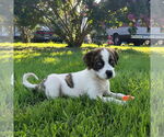 Small #2 Catahoula Leopard Dog Mix