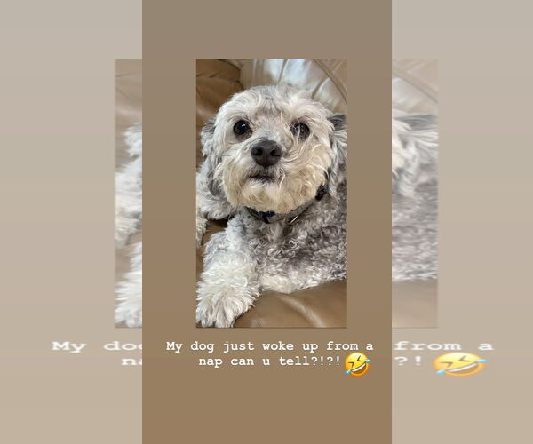 Medium Photo #4 Poovanese Puppy For Sale in Oakhurst, NJ, USA