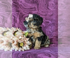 Poovanese Puppy for sale in STRASBURG, PA, USA
