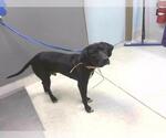 Small Labrador Retriever Mix