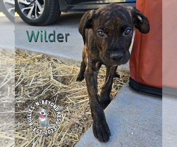 Medium Photo #4 Labrador Retriever-Unknown Mix Puppy For Sale in Omaha, NE, USA