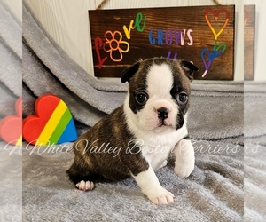 Boston Terrier Puppy for sale in MULBERRY, AR, USA
