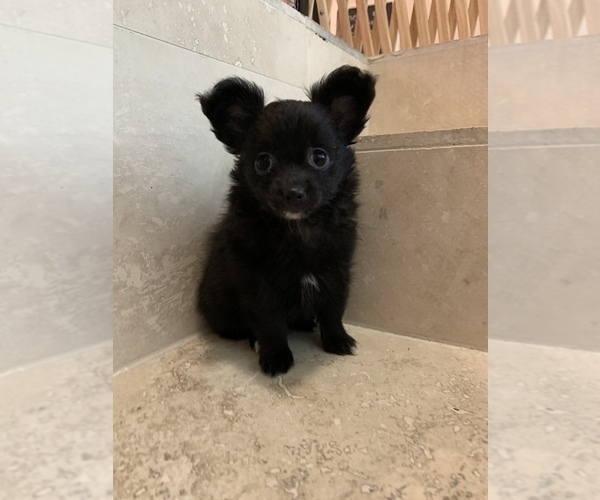 Medium Photo #10 Chihuahua Puppy For Sale in HOUSTON, TX, USA