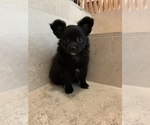 Small Photo #10 Chihuahua Puppy For Sale in HOUSTON, TX, USA