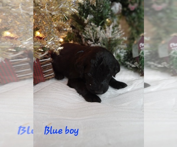 Medium Photo #1 Labradoodle Puppy For Sale in REA VALLEY, AR, USA