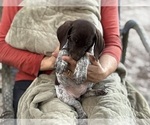 Small #3 German Shorthaired Pointer-German Wirehaired Pointer Mix